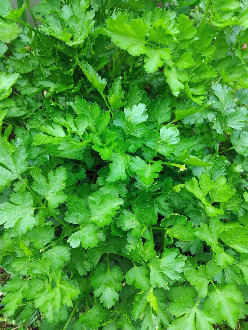 Parsley