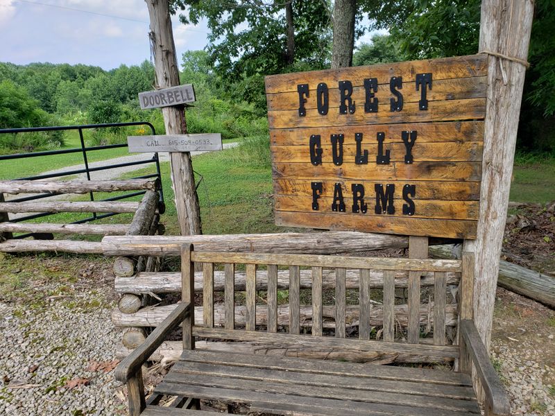 How to Book Your Stay at Forest Gully Farms (And What to Know Before You Go)