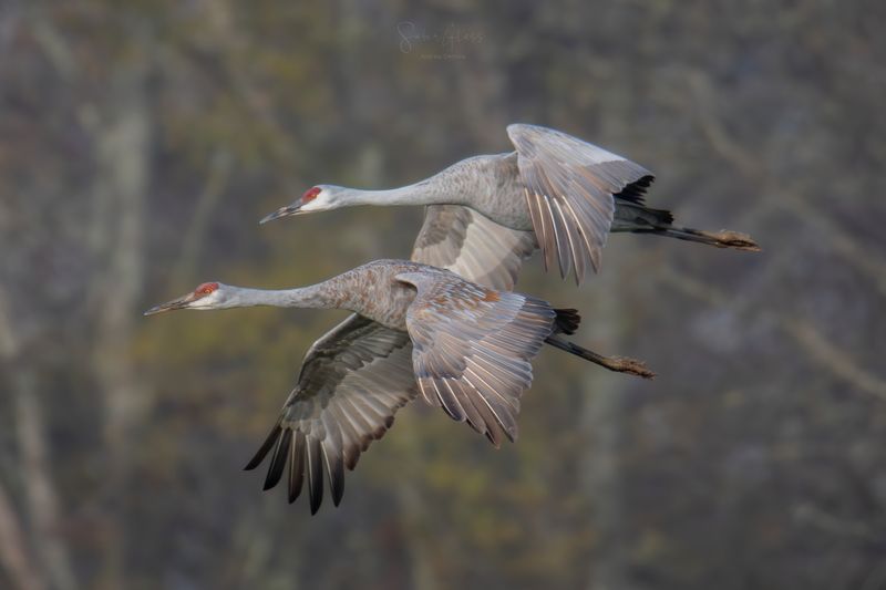 Tennessee Sandhill Crane Festival (Birchwood)