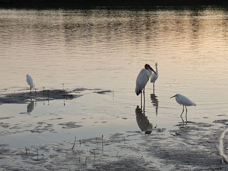 Birdwatching Along the Lagoon and Mangroves
