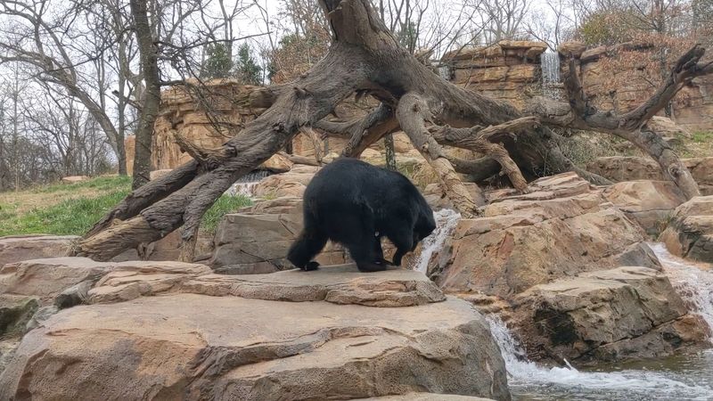 Nashville Zoo at Grassmere