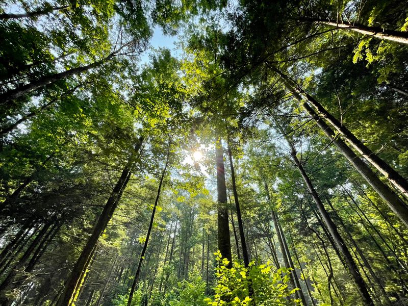Great Smoky Mountains National Park