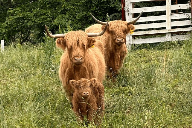 Meet the Fluffy Highland Cows