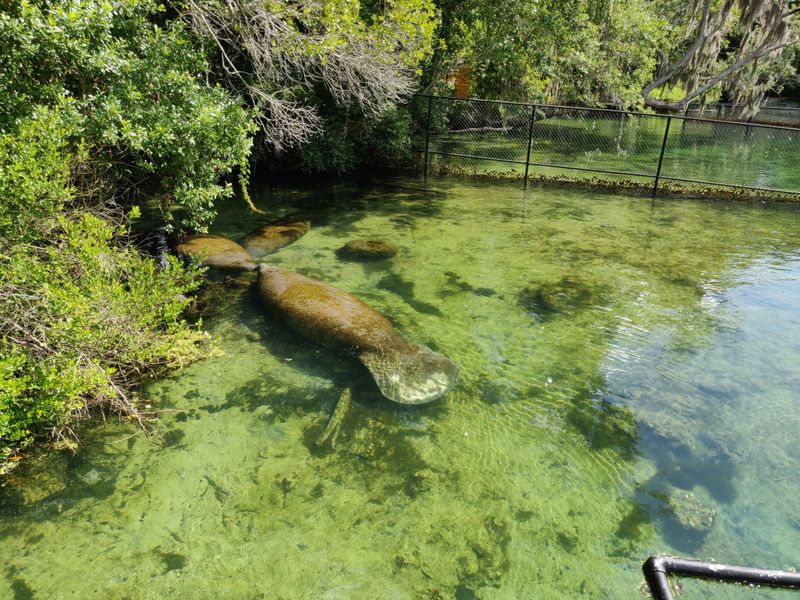 Homosassa Springs Wildlife State Park (Homosassa)
