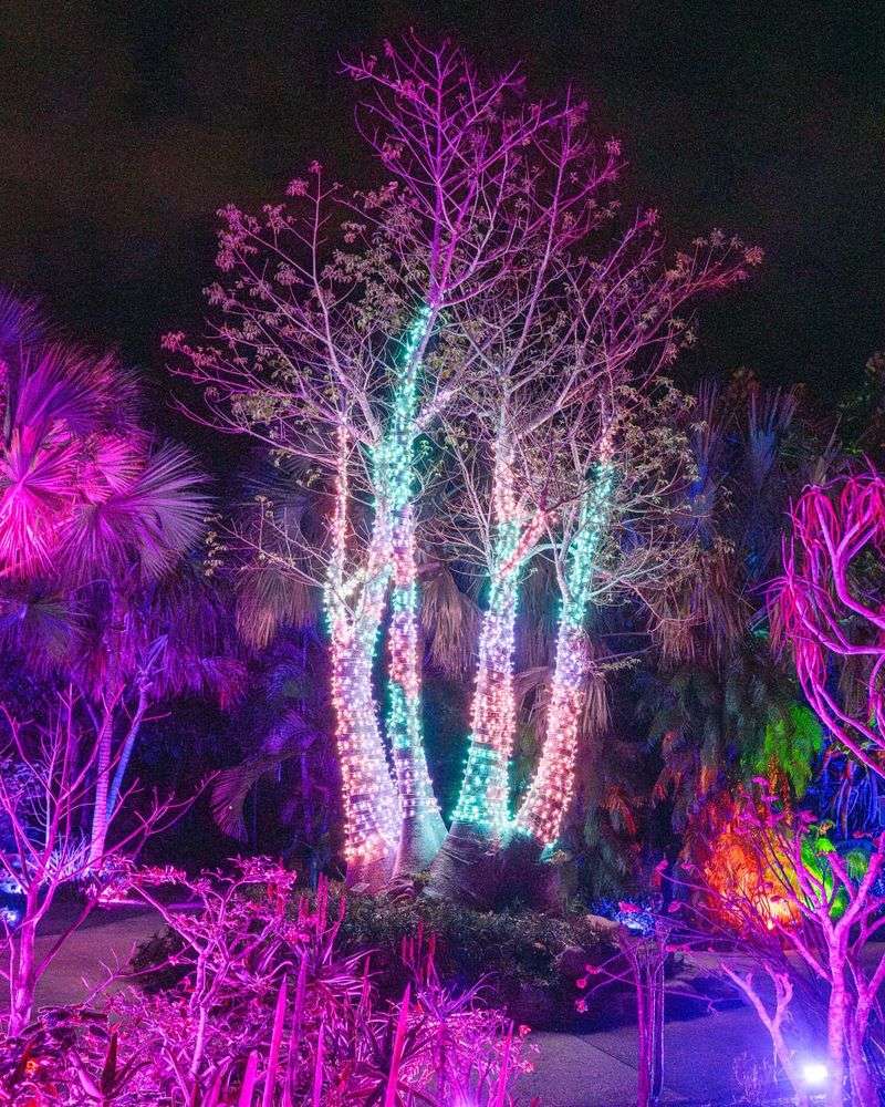 Night Lights in the Garden (Naples)