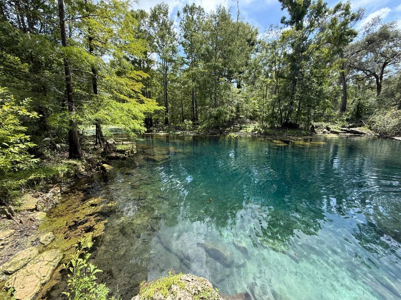 Wes Skiles Peacock Springs State Park (Luraville)