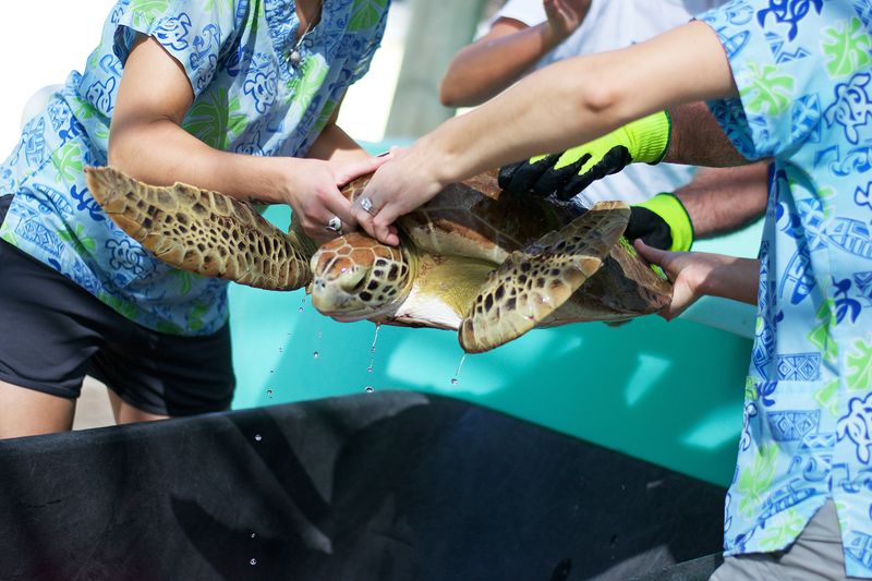 Loggerhead Marinelife Center (Juno Beach)