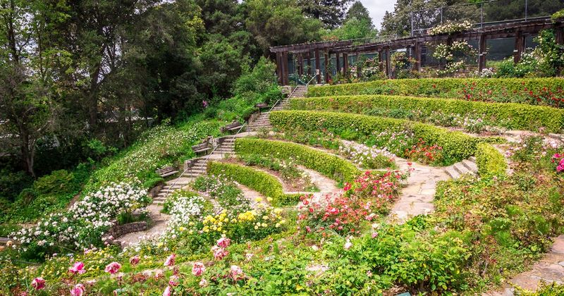 Wander Through the Berkeley Rose Garden
