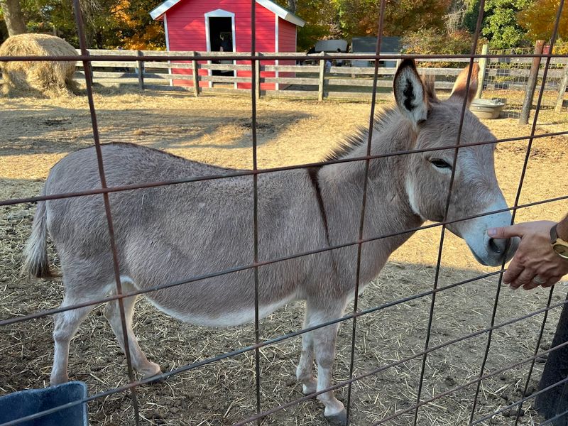 Honeysuckle Hill Farm – Springfield