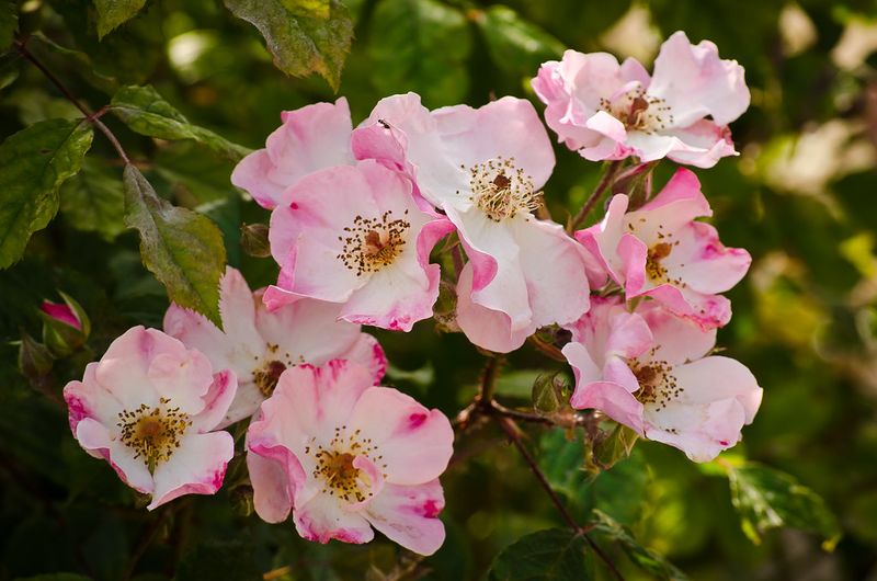 Multiflora Rose (Rosa multiflora)