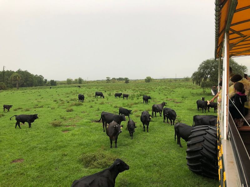 The Monster Truck Safari