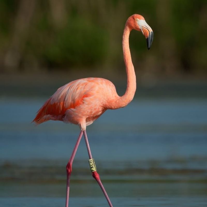 Pink Flamingo Sightings (Late summer–fall, unpredictable)