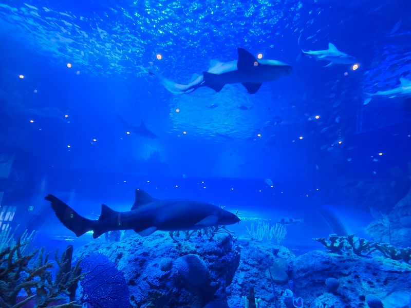 This Florida Aquarium Lets You Get Shockingly Close to Sharks, Sea Turtles, and More