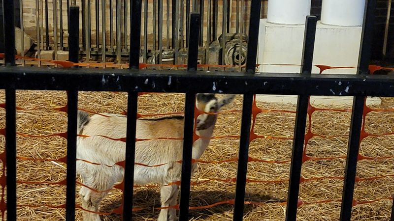 What It's Like Watching the Goats in Action