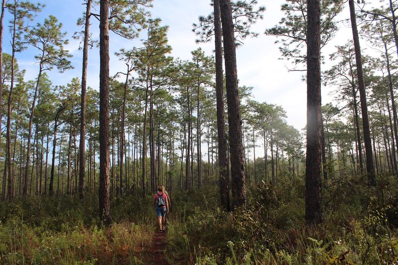 Withlacoochee State Forest / Croom (Adventure Coast / Central-West FL)