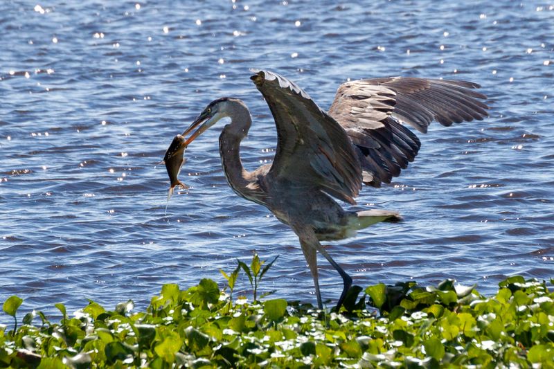 Paynes Prairie Preserve State Park