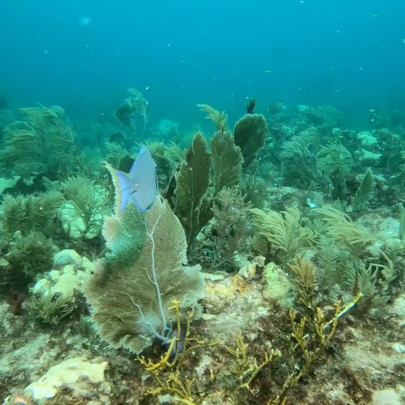 Molasses Reef (Florida Keys)