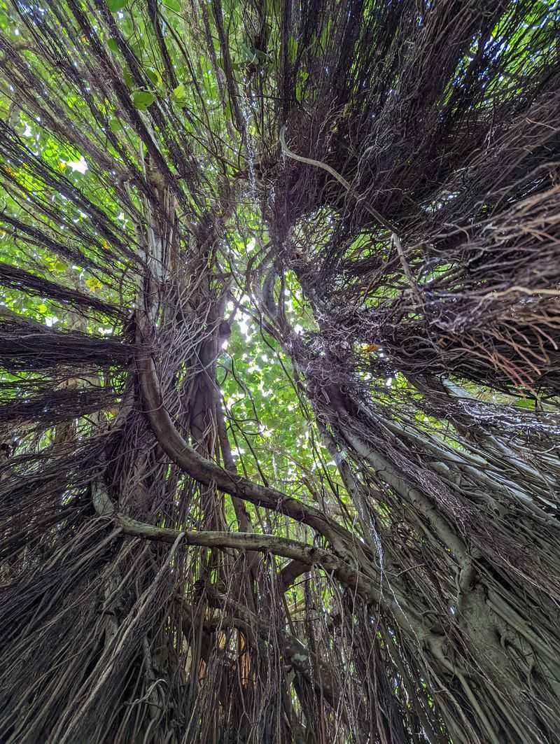 The Kampong Botanical Garden, Coconut Grove