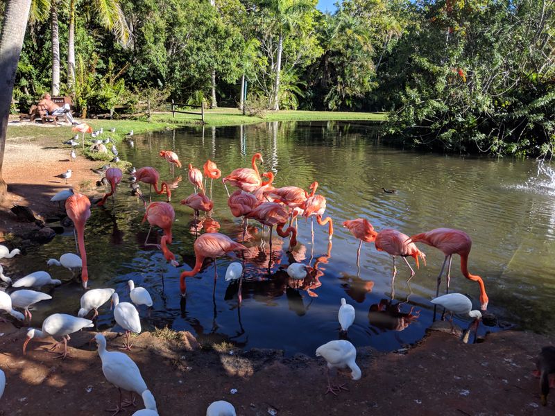 Sarasota Jungle Gardens