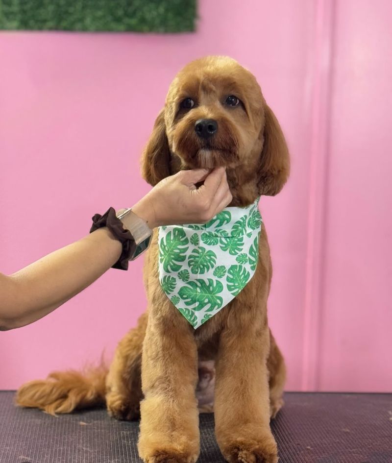 Pet Glam Spa (Tampa)