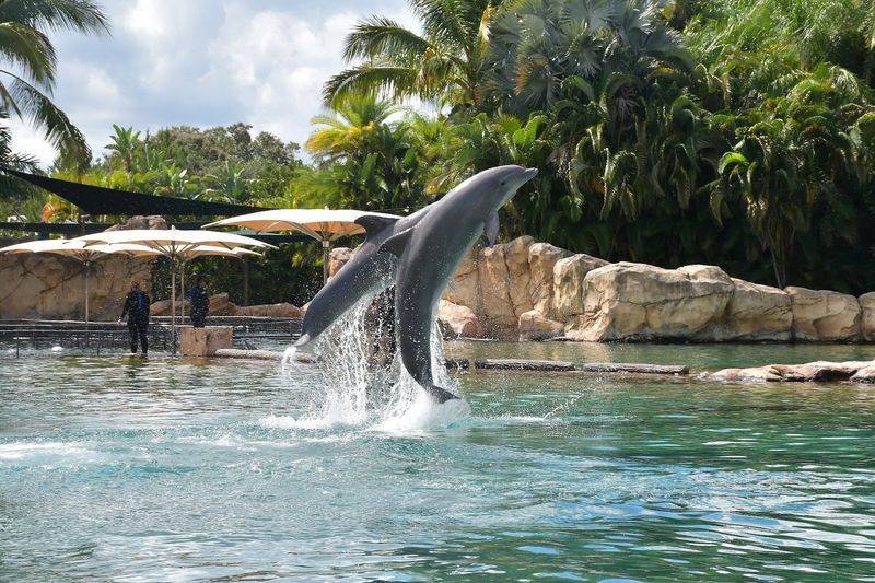 Dolphin Swim Experience
