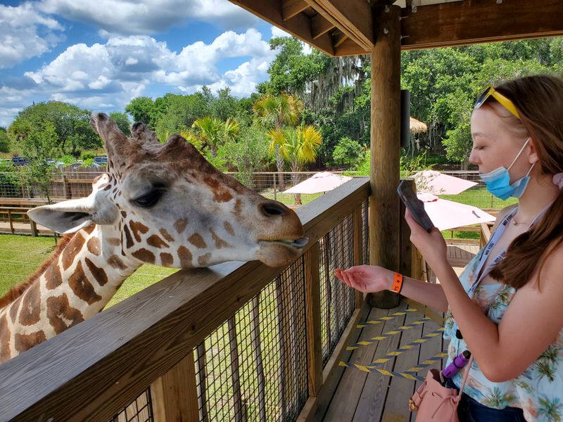 Giraffe Feeding Platform
