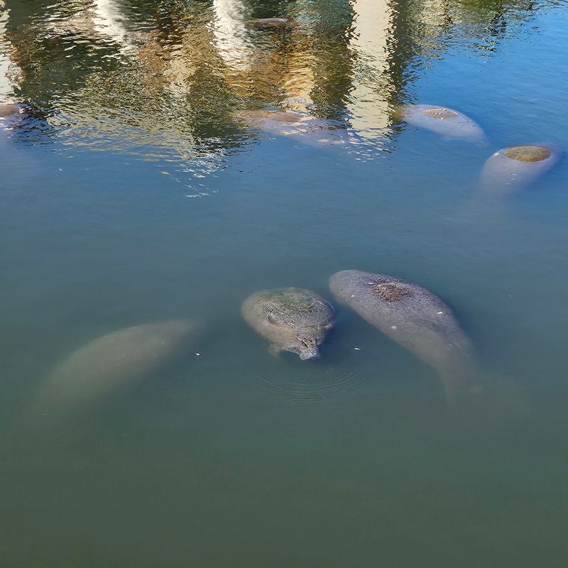 TECO Manatee Viewing Center (Apollo Beach)