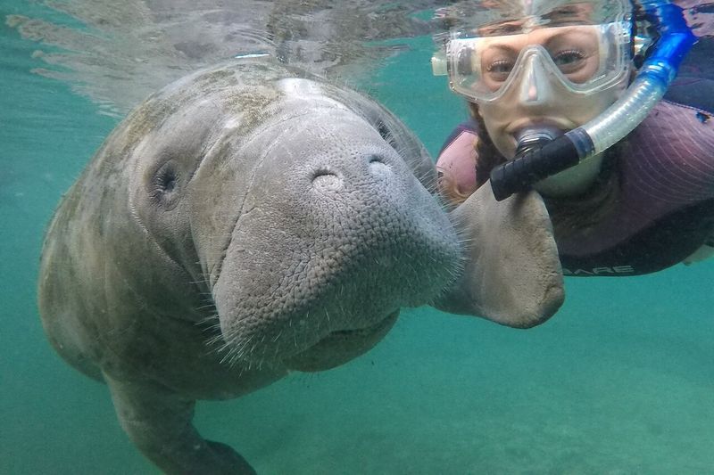 Swim With Manatees in Crystal River