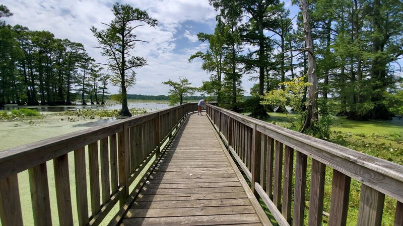 Glory Hole Boardwalk &mdash; Reelfoot National Wildlife Refuge (Union City)