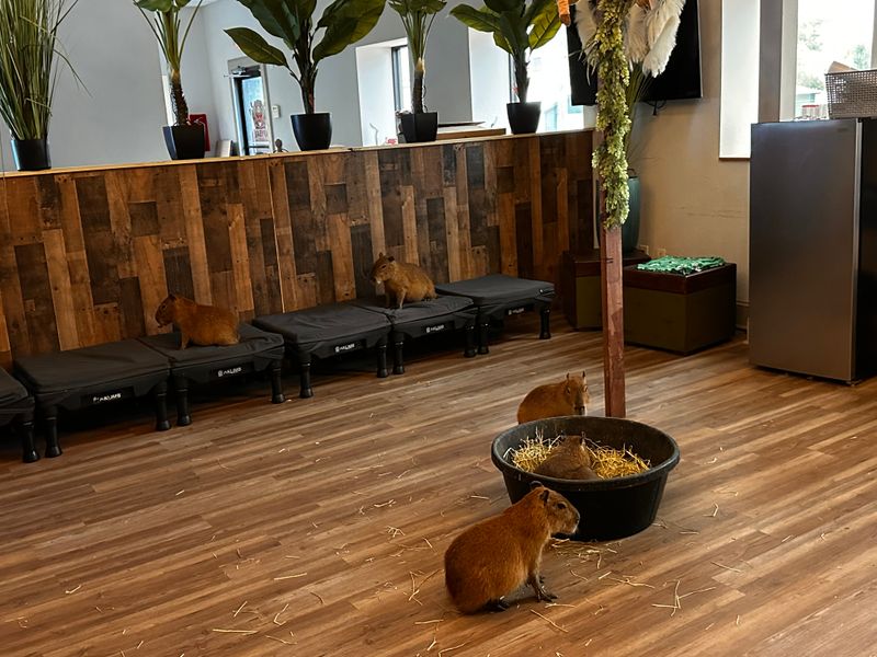You Can Sip Coffee With Cuddly Capybaras at This One-of-a-Kind Florida Café