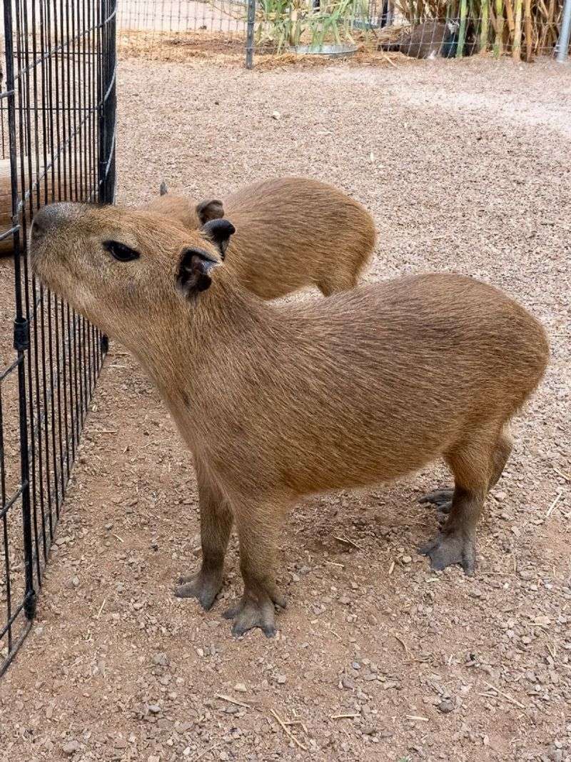Capybara Meet And Greet