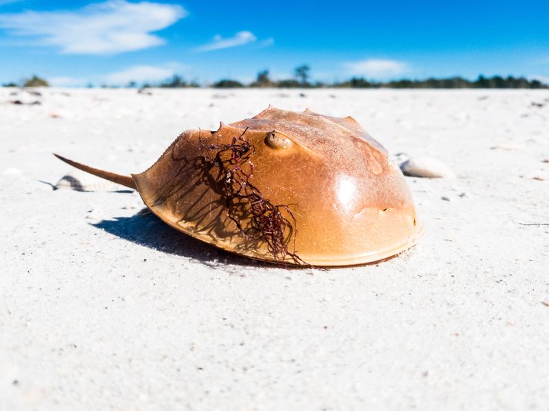 Lovers Key State Park (Fort Myers Beach)