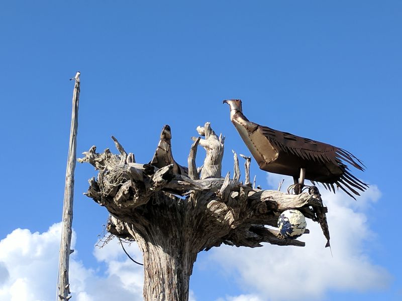 Wildlife You Might Spot