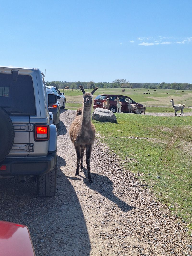 The 7.5-Mile Safari Route Where Animals Come Right Up to Your Car