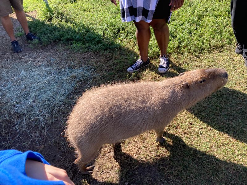 Exotic Animal Experience (Orlando)