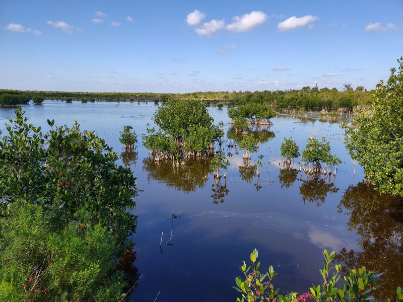 Ten Thousand Islands National Wildlife Refuge (Marsh Trail)