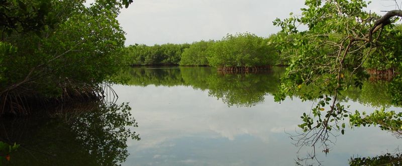 Cockroach Bay, Florida