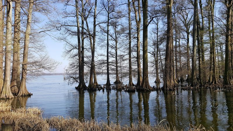 Reelfoot Lake &mdash; Tiptonville