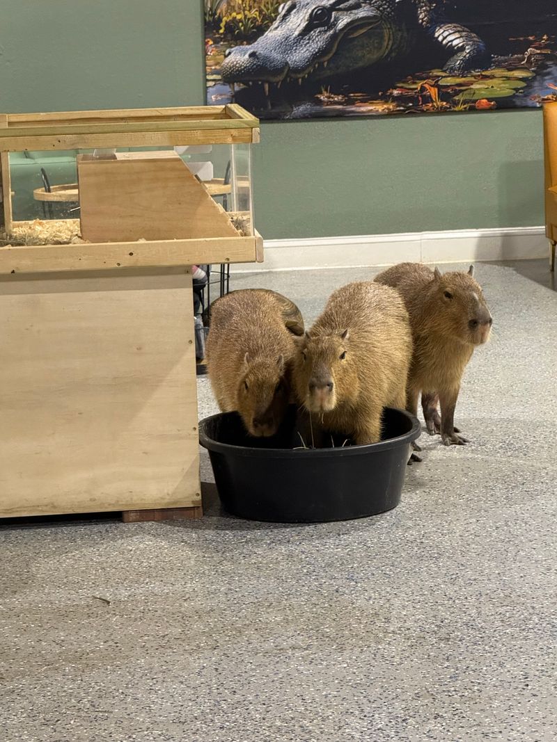 Capybara Cafe (St. Petersburg)