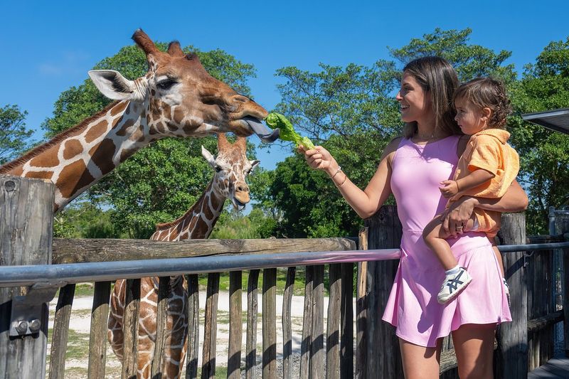 Giraffe Feeding at Miami Zoo