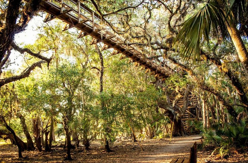 Canopy Walkway And Tower