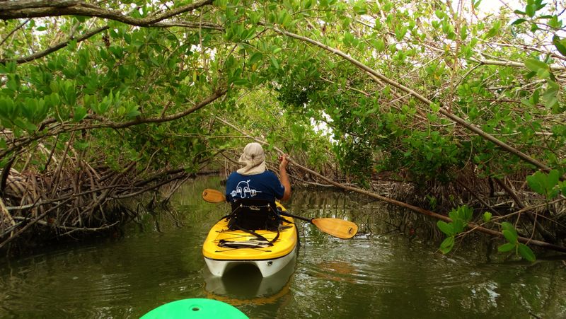 Kayak Tours vs. Going on Your Own