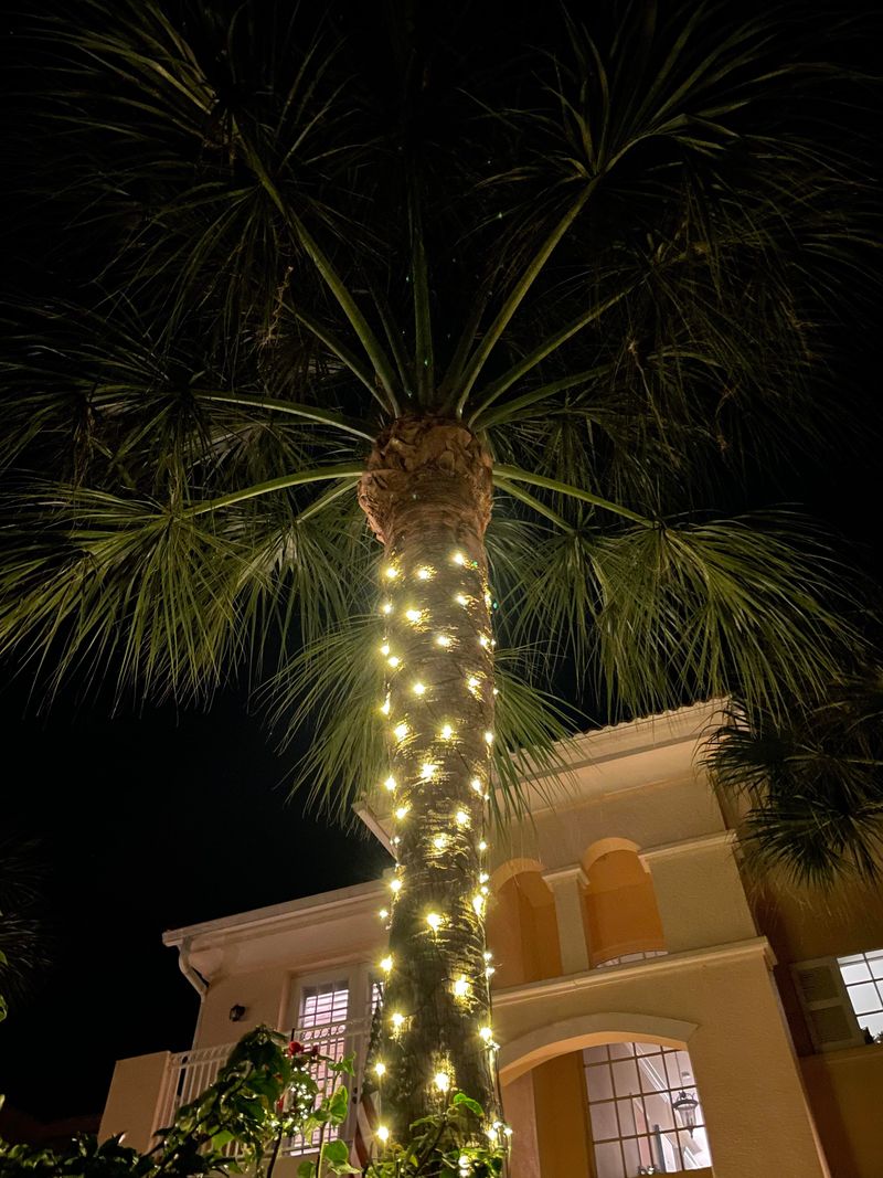 Christmas Lights Wrapped Around Palm Trees