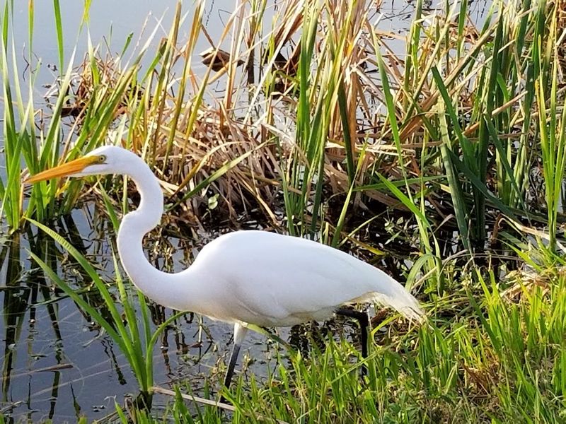 Lake Apopka Wildlife Drive (Apopka)