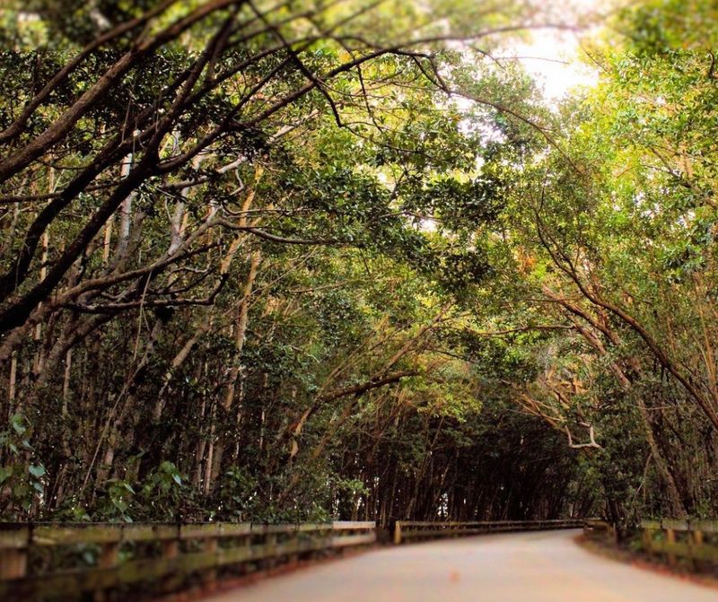 Matheson Hammock North Trails (Coral Gables)