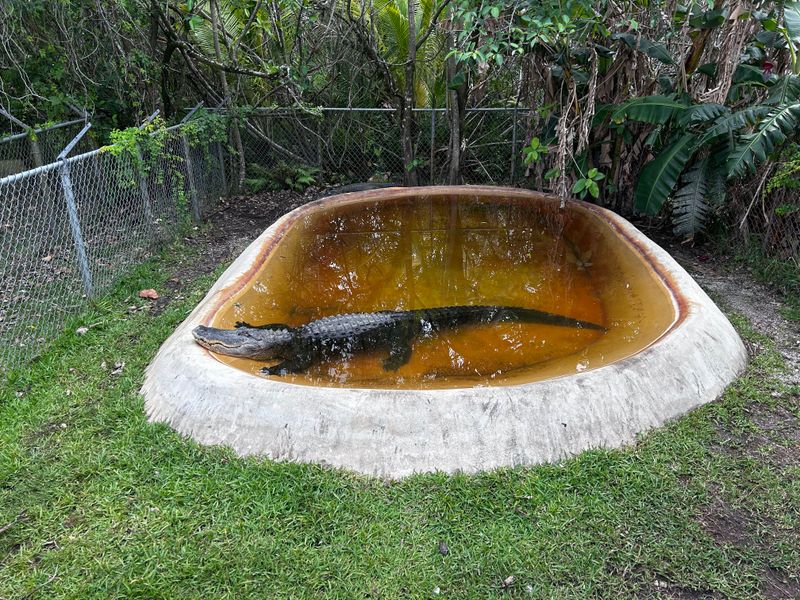 Coopertown – The Original Airboat Tour of Everglades National Park (Miami)