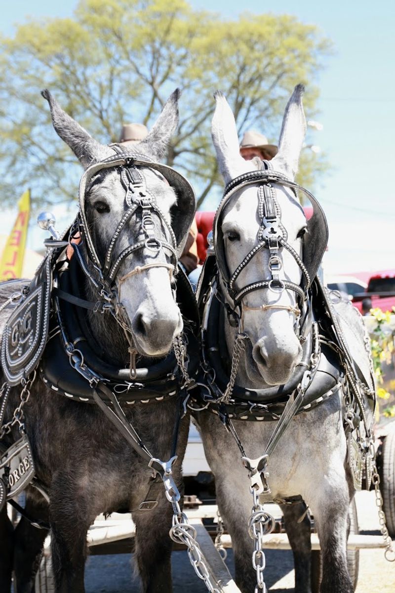 The Long History Behind Columbia's Mule Day Tradition