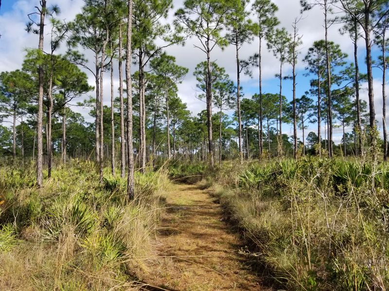 Hickey Creek Mitigation Park (Alva / Fort Myers area)