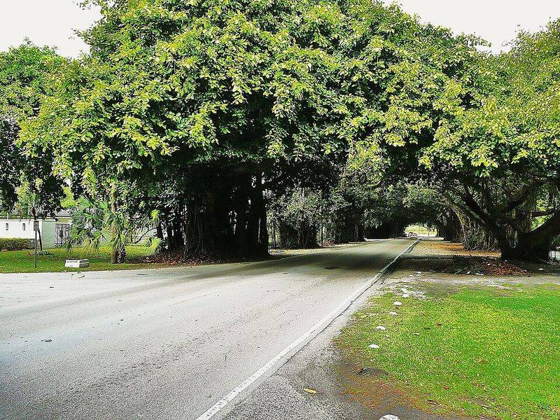 Old Cutler Road Tree Canopy
