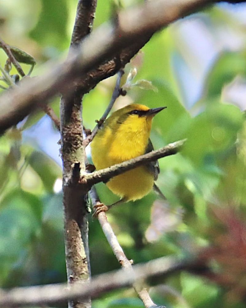 Corkscrew Swamp Sanctuary (Naples)